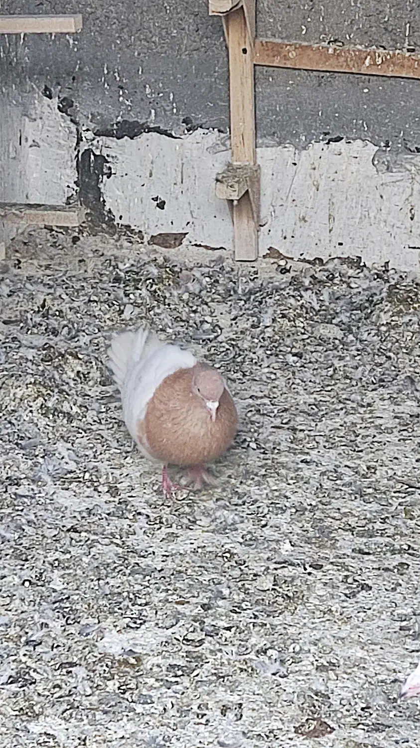 کفتر|پرنده|شیراز, کوشک میدان|دیوار