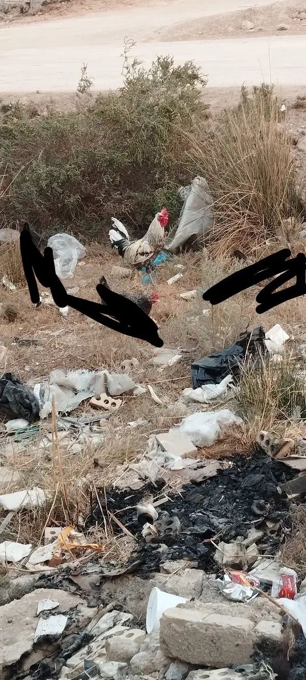 خروس  هکلی اصل عربی|حیوانات مزرعه|حمیدیه, |دیوار