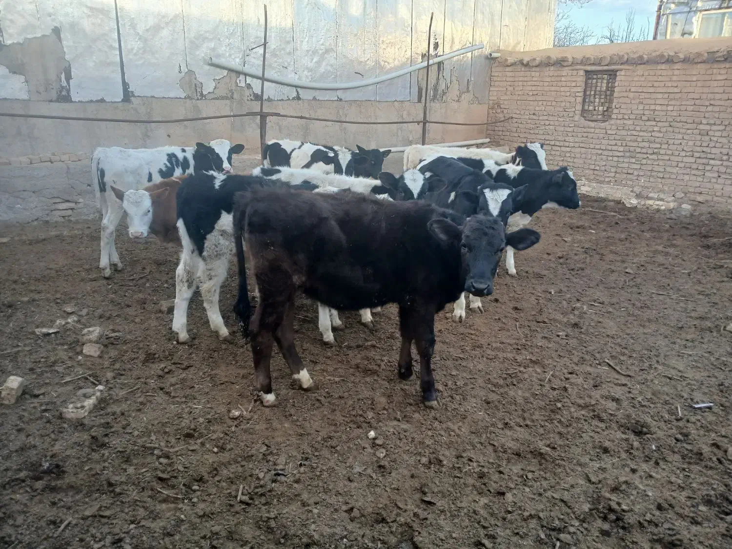 فروش گوساله|حیوانات مزرعه|بشاریات, |دیوار