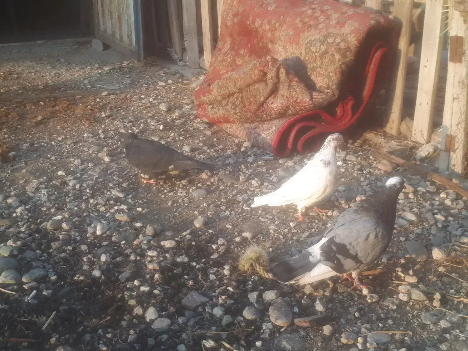 کبوتر|پرنده|سیجوال, |دیوار