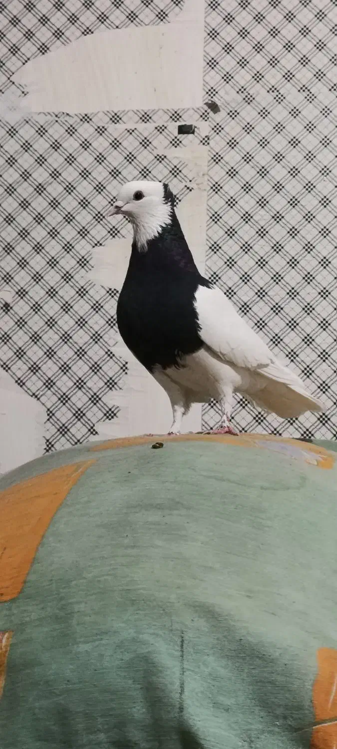 یک طوقی سیا نر کاکلی هوایی|پرنده|بردسکن, |دیوار