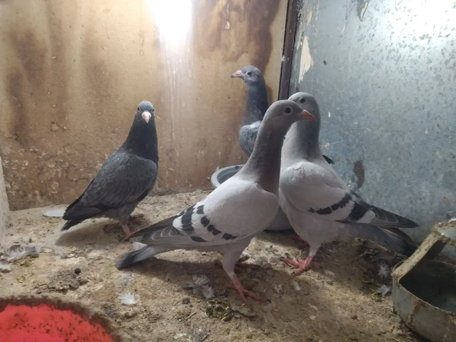 جوجه المانی|پرنده|مشهد, ایثار|دیوار