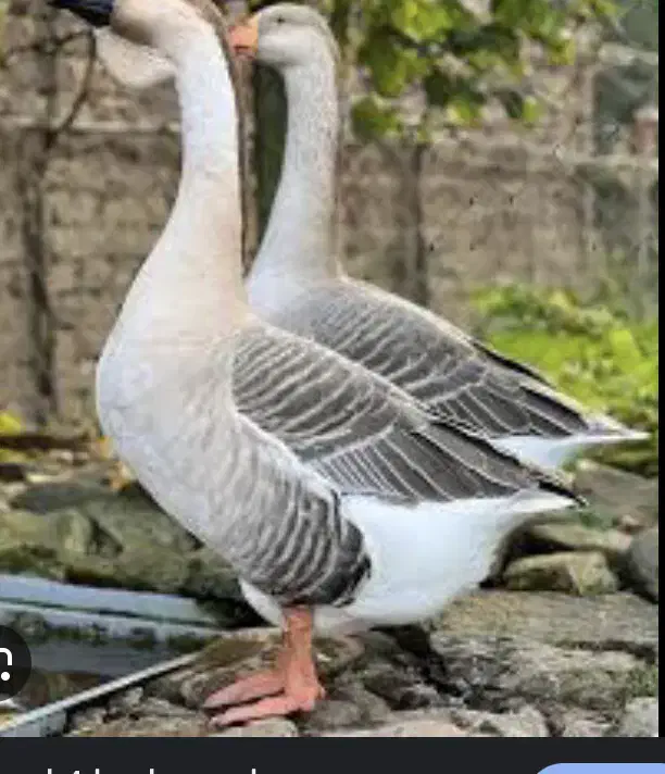 قوغاز|حیوانات مزرعه|رشت, پیرکلاچای|دیوار