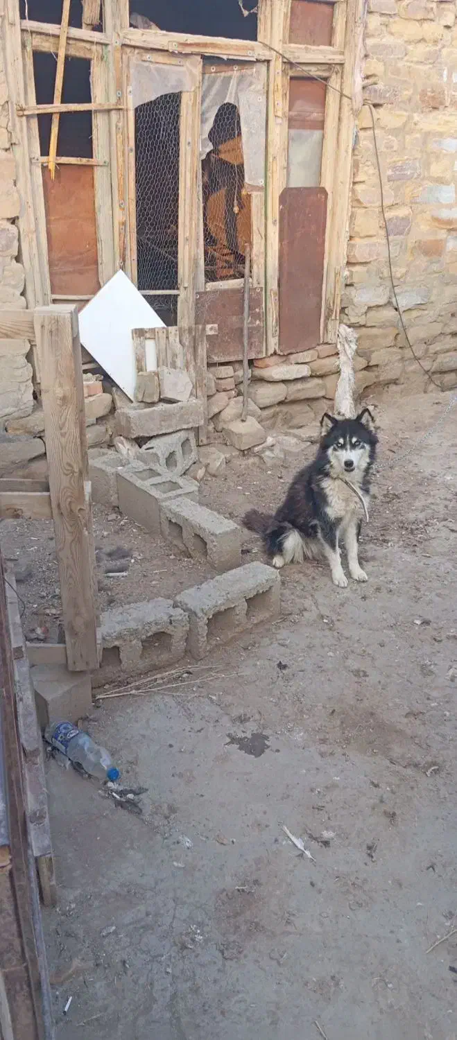 سگ هاسکی|سگ|نقده, |دیوار