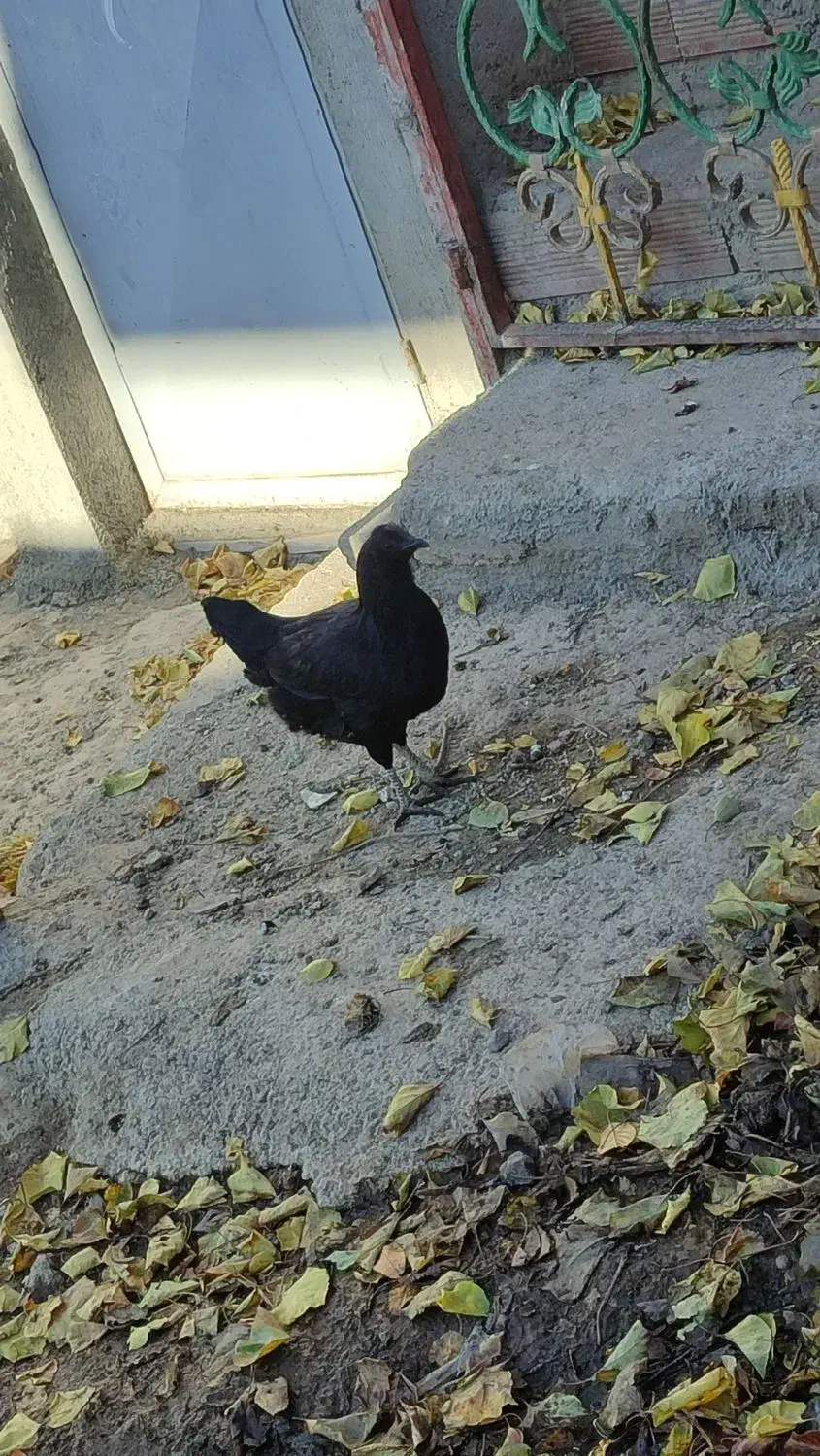 مرغ و خروس گلین|حیوانات مزرعه|ویلکیج, |دیوار