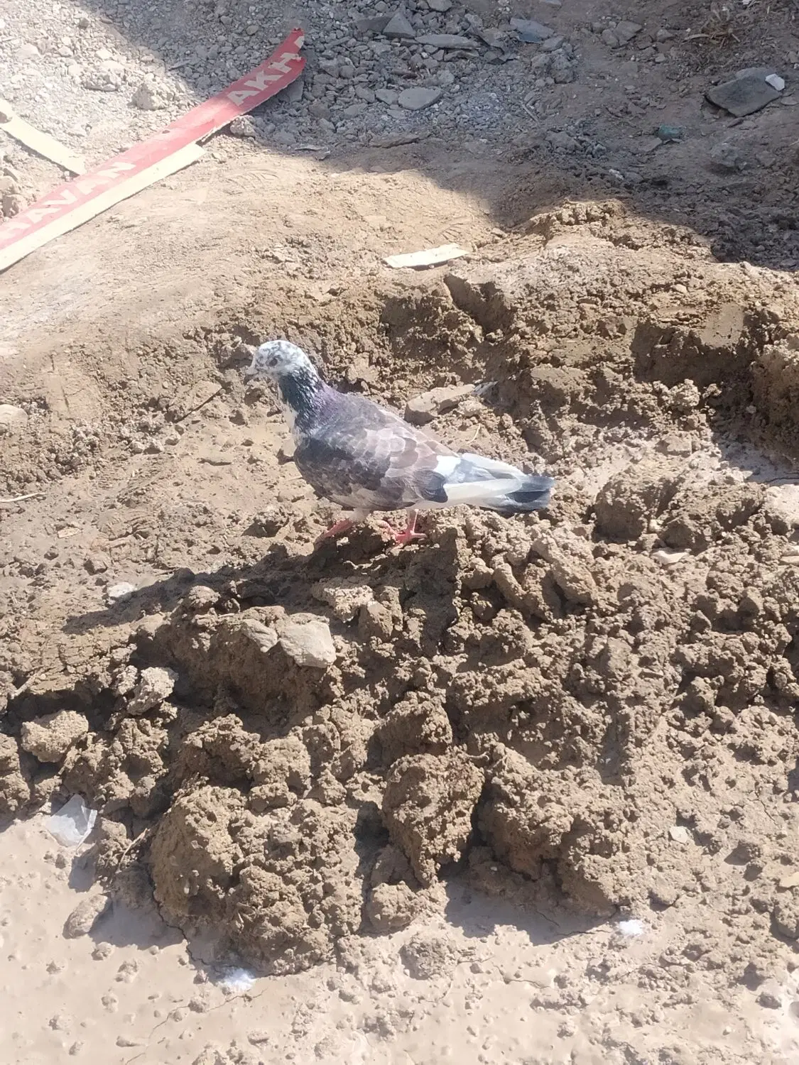 جفت|پرنده|سراوان, |دیوار