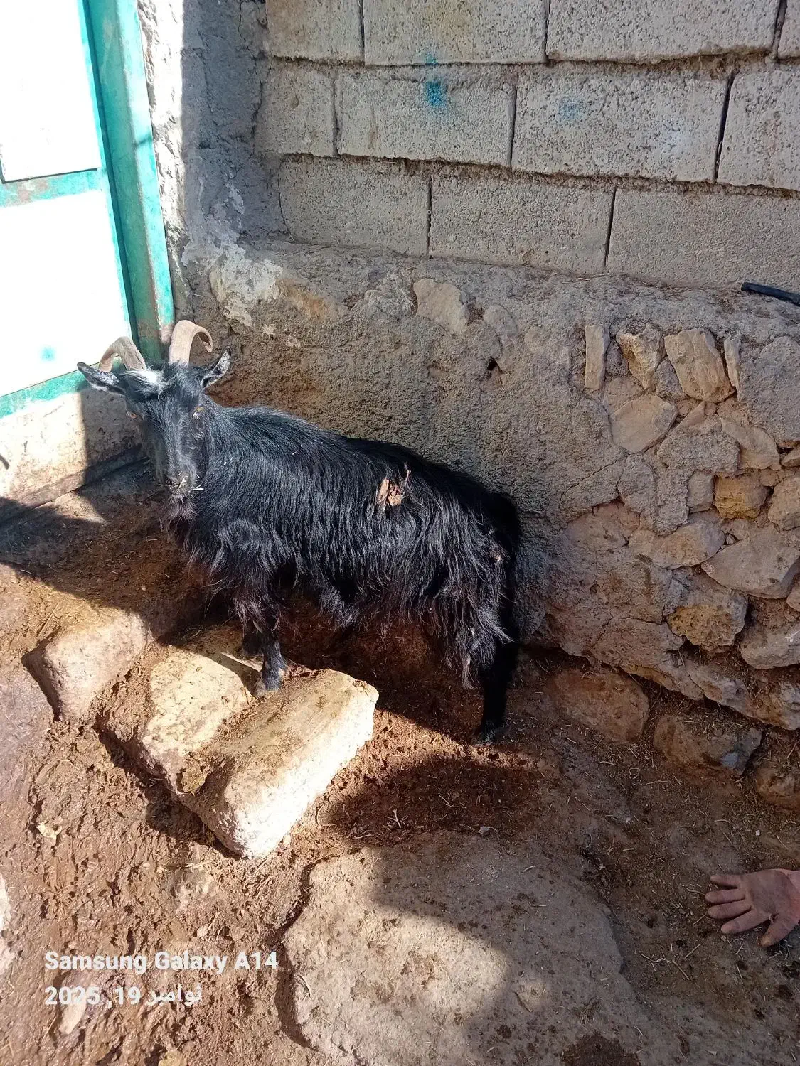 ۱عدد بز جوان کویر یلینی برای نگه داشتن|حیوانات مزرعه|اردبیل, |دیوار