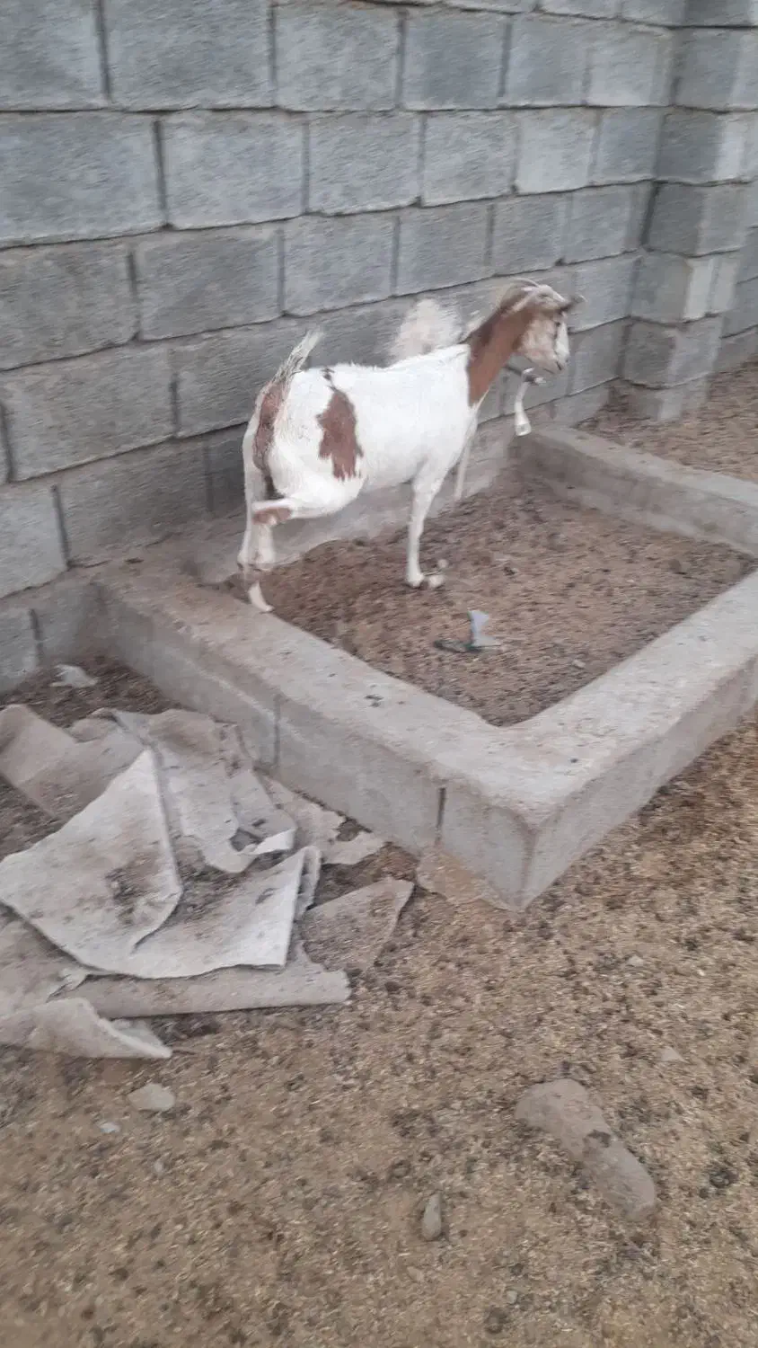 بز نر وماده در رودان|حیوانات مزرعه|رودان, |دیوار