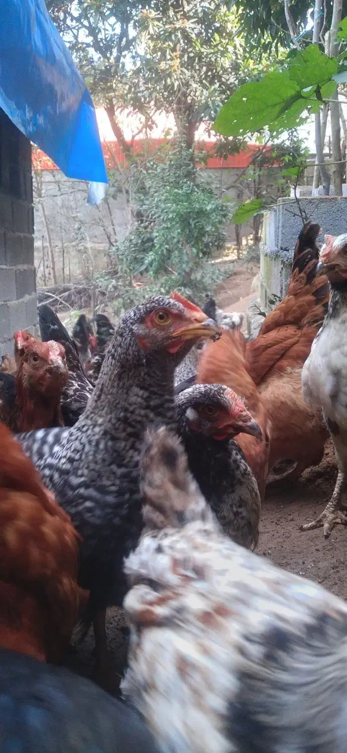 فروش جوجه سه ماهه گلپایگان واکسناسیون شده سالم|حیوانات مزرعه|رانکوه, |دیوار