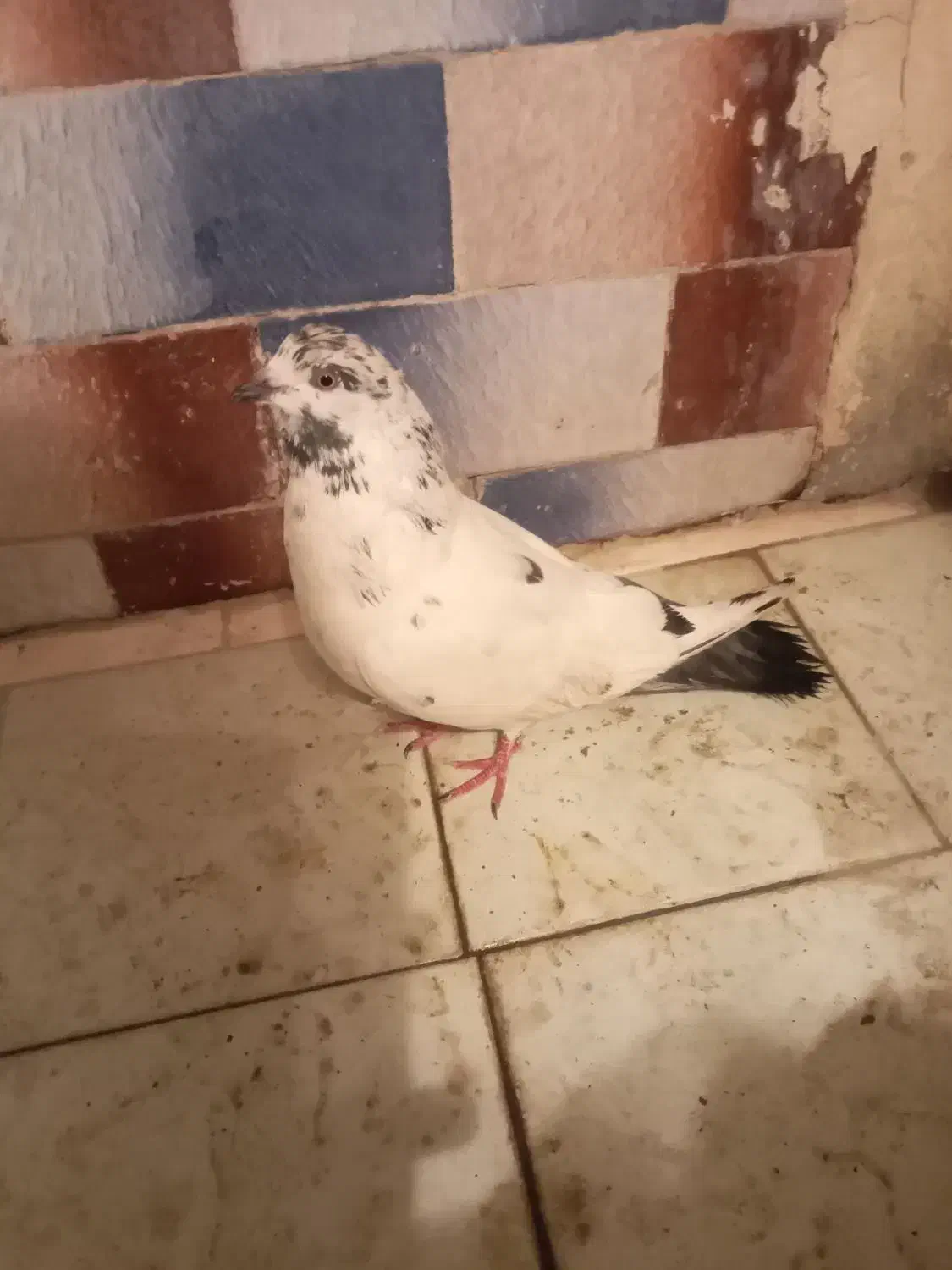 کبوتر نر|پرنده|کوهدشت, |دیوار