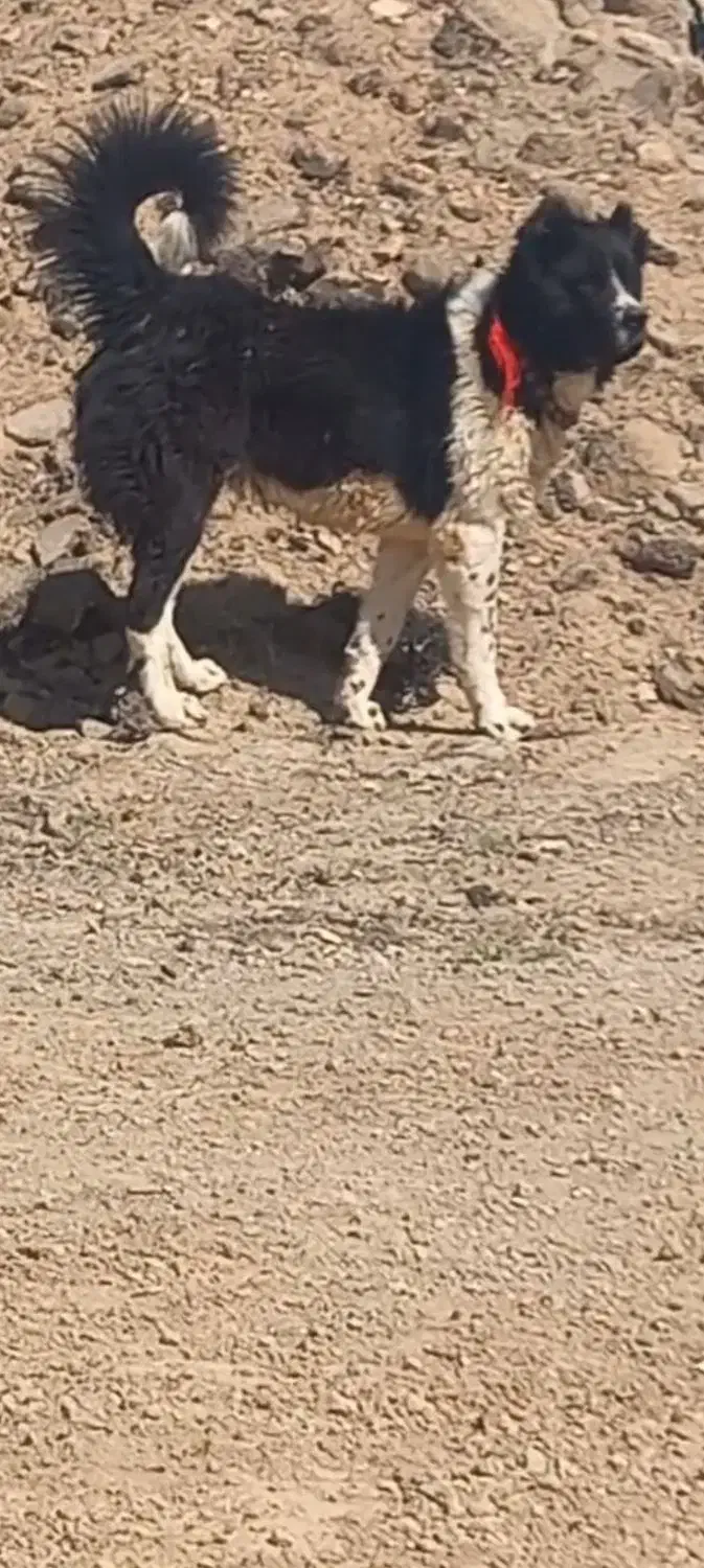 واگزاری سگ|سگ|رودشت (اصفهان), |دیوار