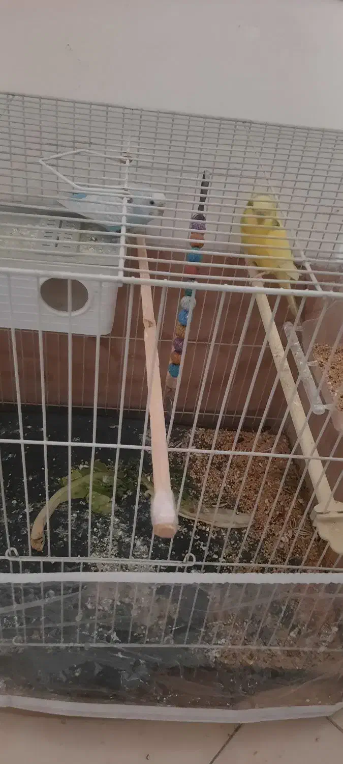 پرنده|پرنده|مشهد, کشف|دیوار