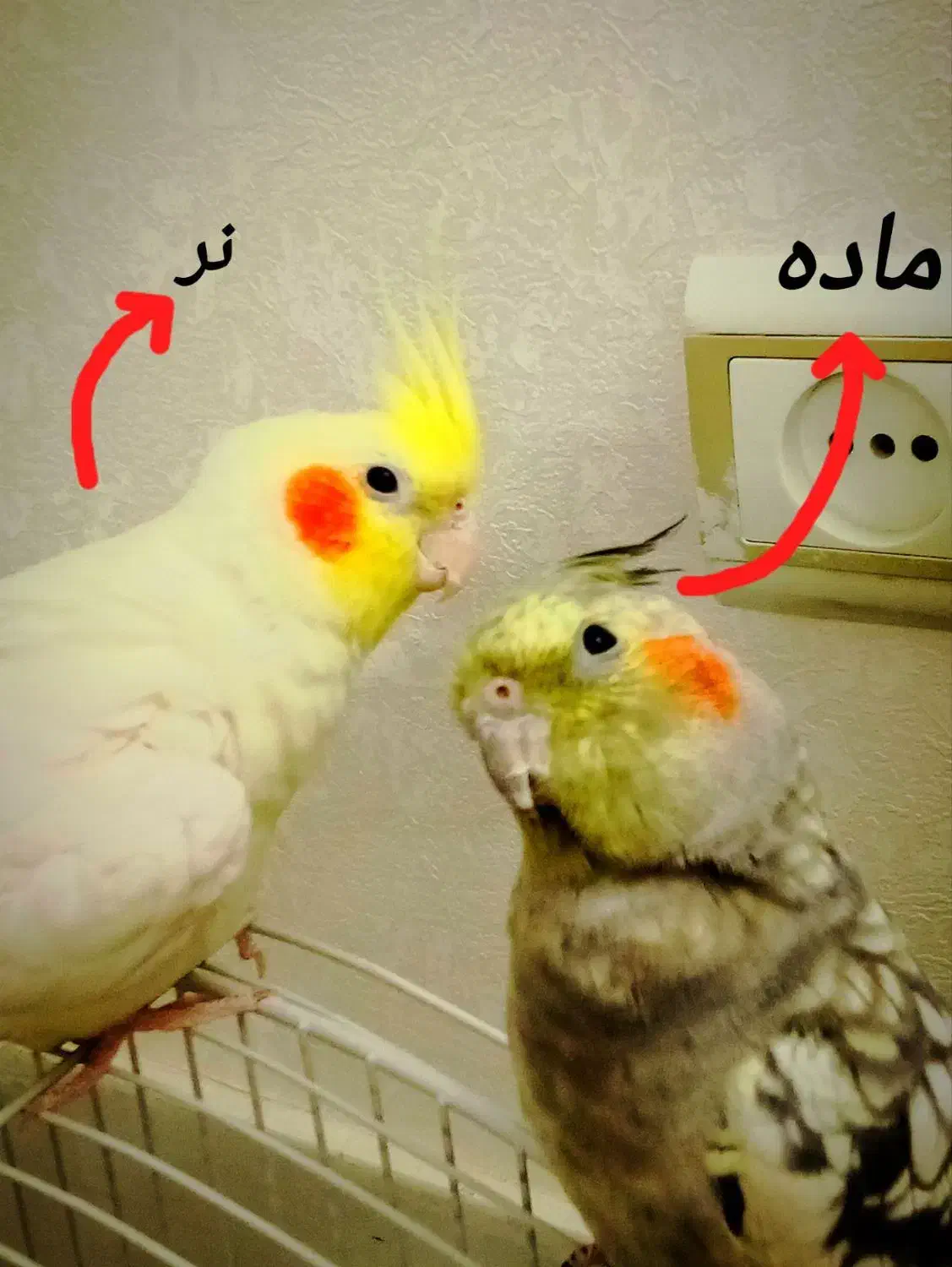 عروس هلندی سخنگو|پرنده|قم, شهرک توانیر|دیوار