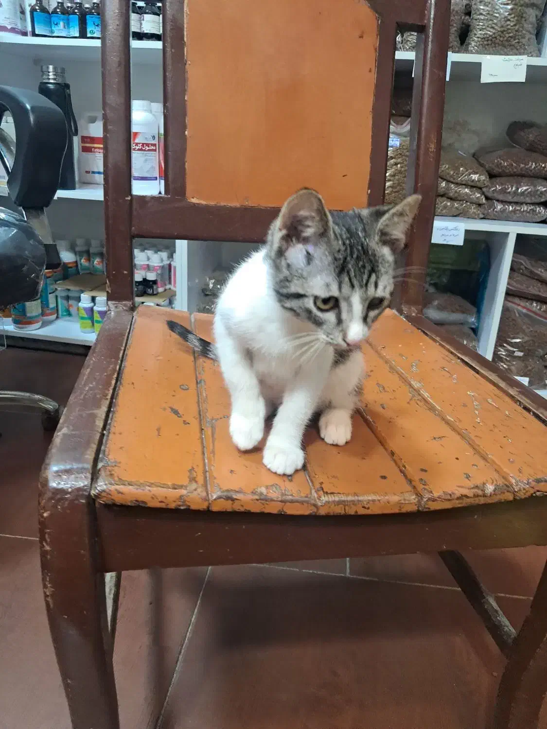 بچه گربه|گربه|رشت, کوی جام جم|دیوار