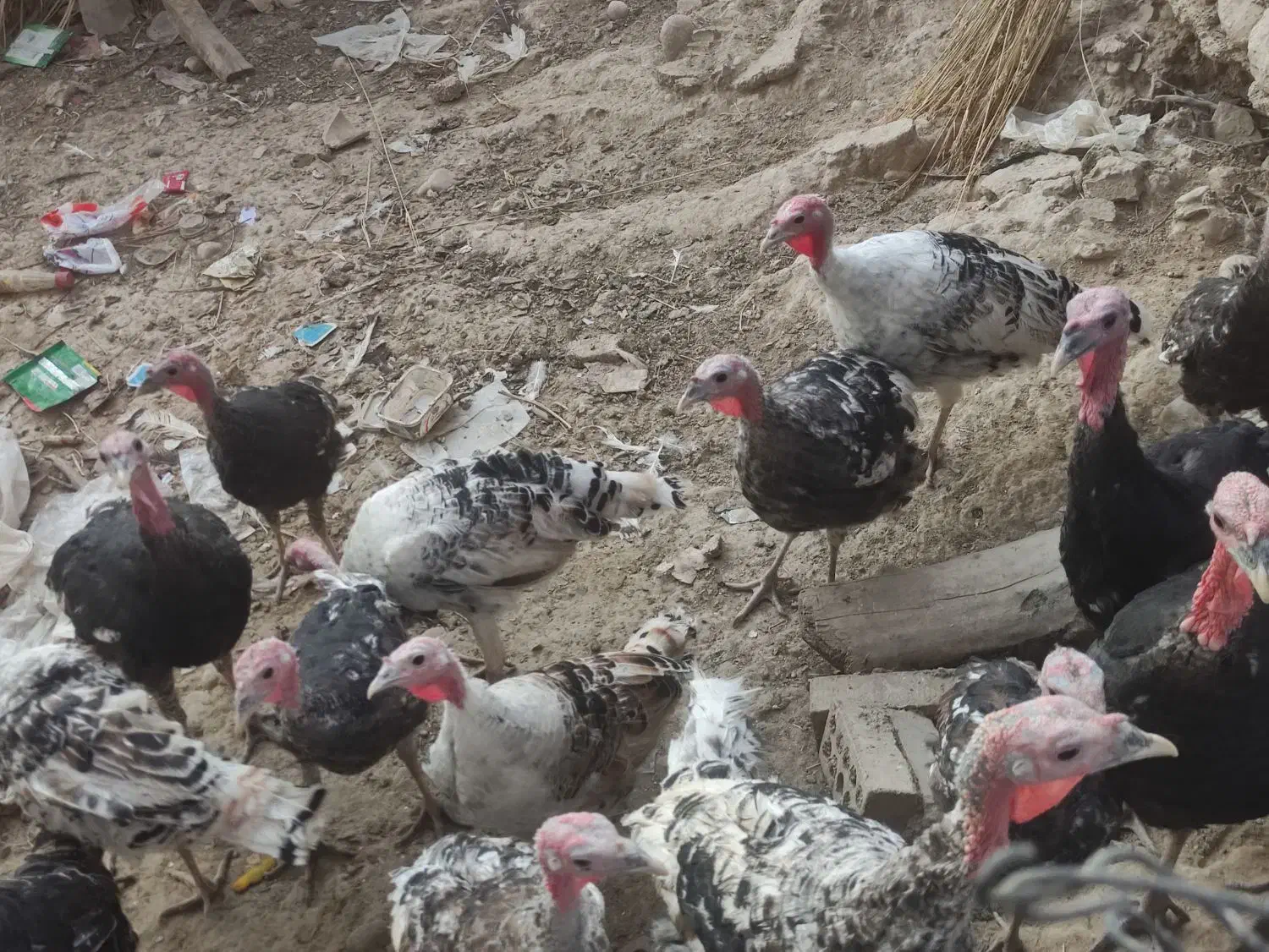 بوقلمون ماده و نر دونه1.800000|حیوانات مزرعه|اصفهان, بهارستان|دیوار