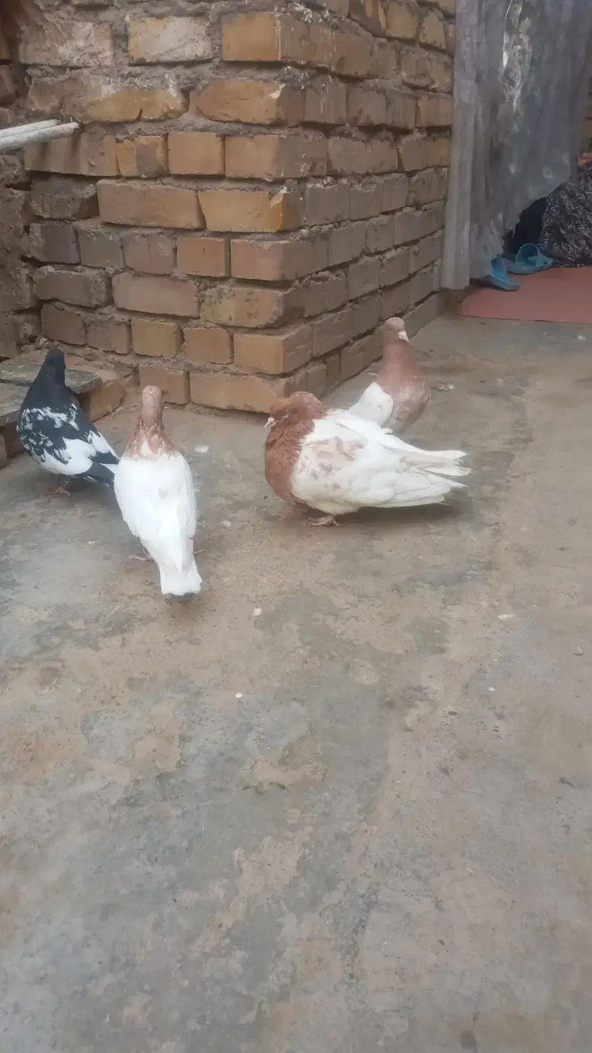 کفترفروشی...|پرنده|تایباد, |دیوار