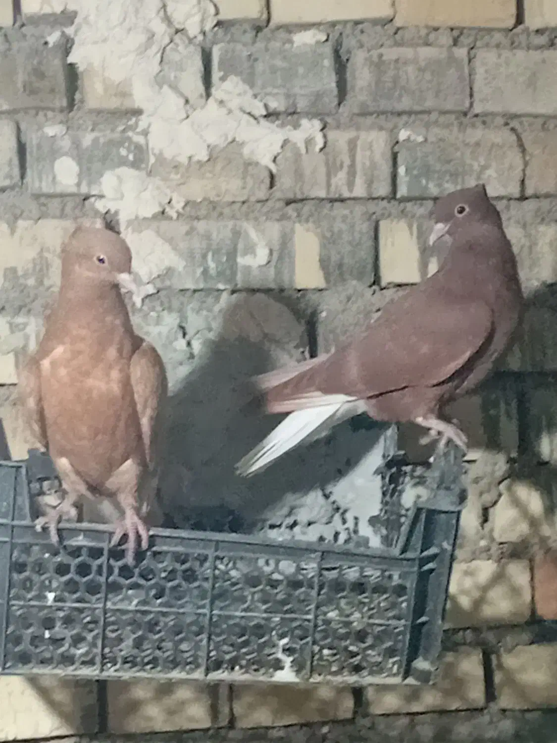 کبوتر دم سفید جوجه هیچ پر|پرنده|حمیدیه, |دیوار