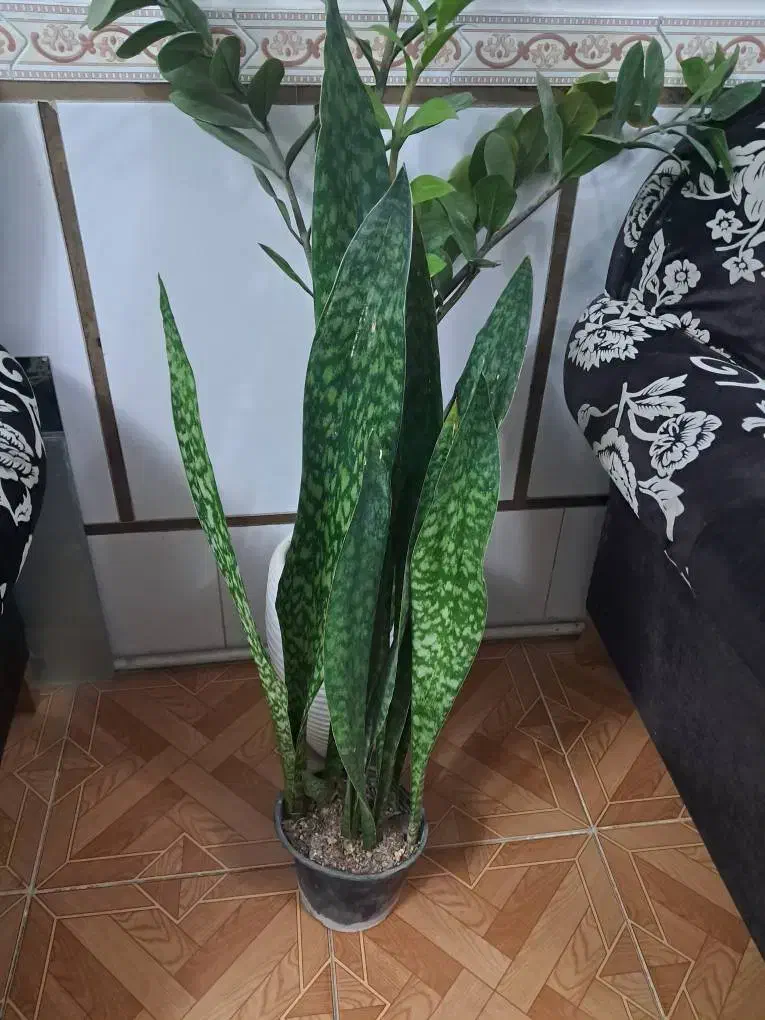 گل وگیاه سانسوریا پوست ماری|گل و گیاه طبیعی|تهران, مشیریه|دیوار