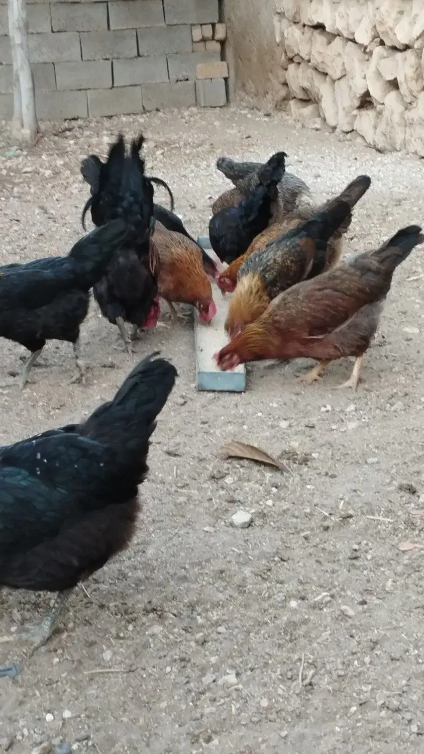 مرغ  تخمگذار وخروس جوان ایج|حیوانات مزرعه|فسا, |دیوار