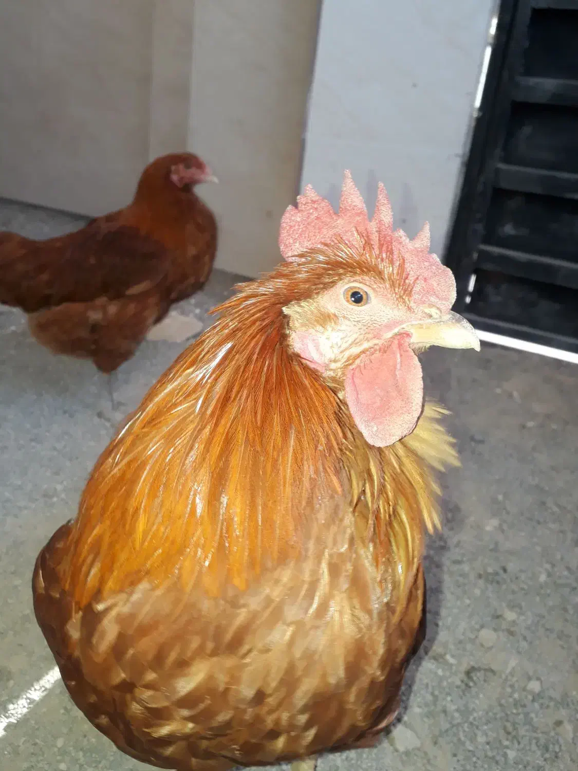 مرغ و خروس محلی|حیوانات مزرعه|ساری, |دیوار