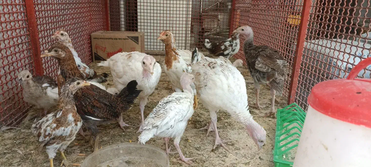 جوجه بوقلمون بوربون جوجه مرغ گلین|حیوانات مزرعه|مبارکه, |دیوار