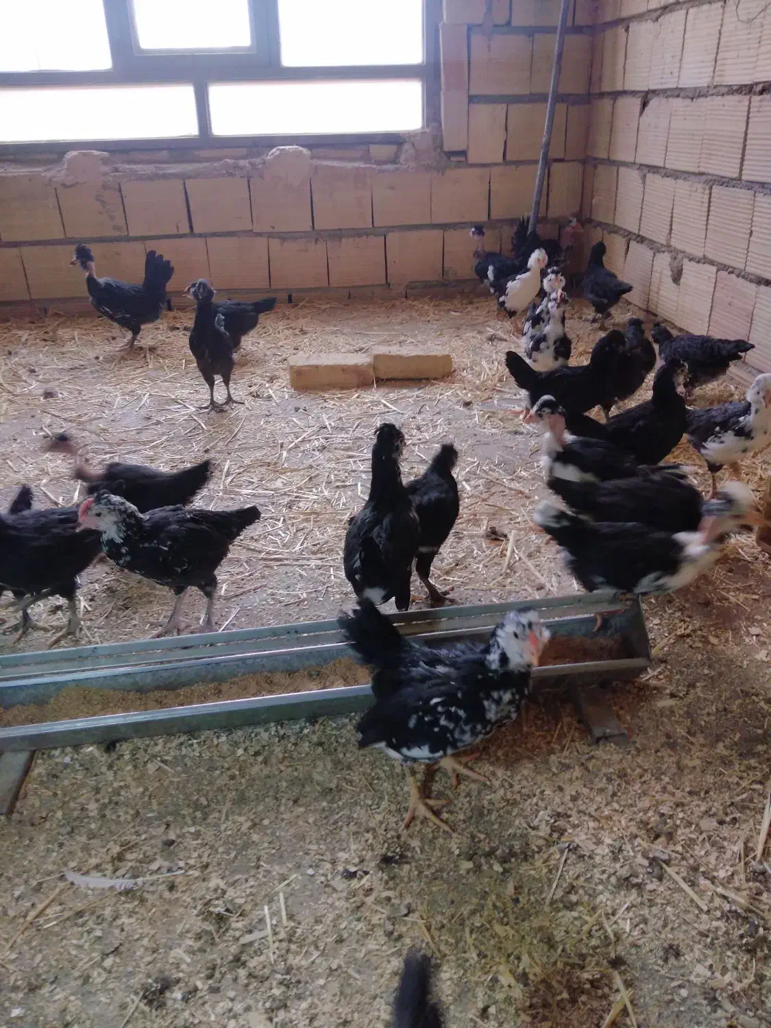 نیمچه مرغ وخروس گلین|حیوانات مزرعه|میبد, |دیوار