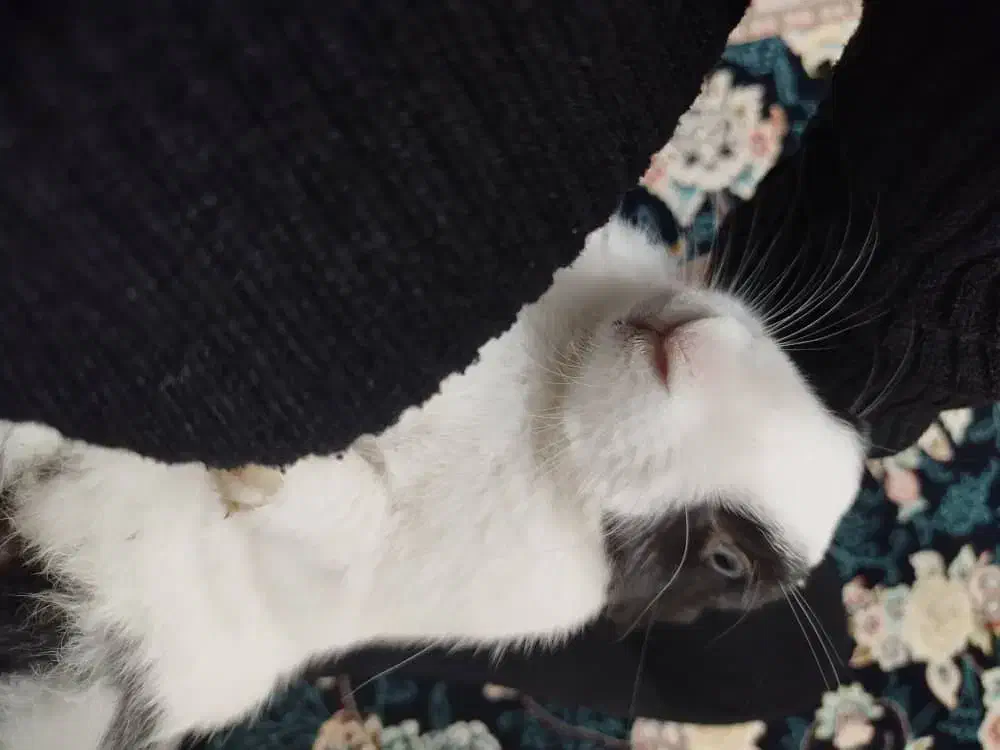 خرگوش|موش و خرگوش|شهریار, شهرک امیریه|دیوار