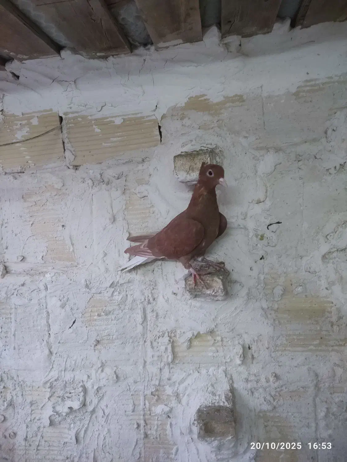 زرد کرمونی  و زرد دم سفید سار سرور|پرنده|مشهد, ادیب نیشابوری (شهرک غرب)|دیوار