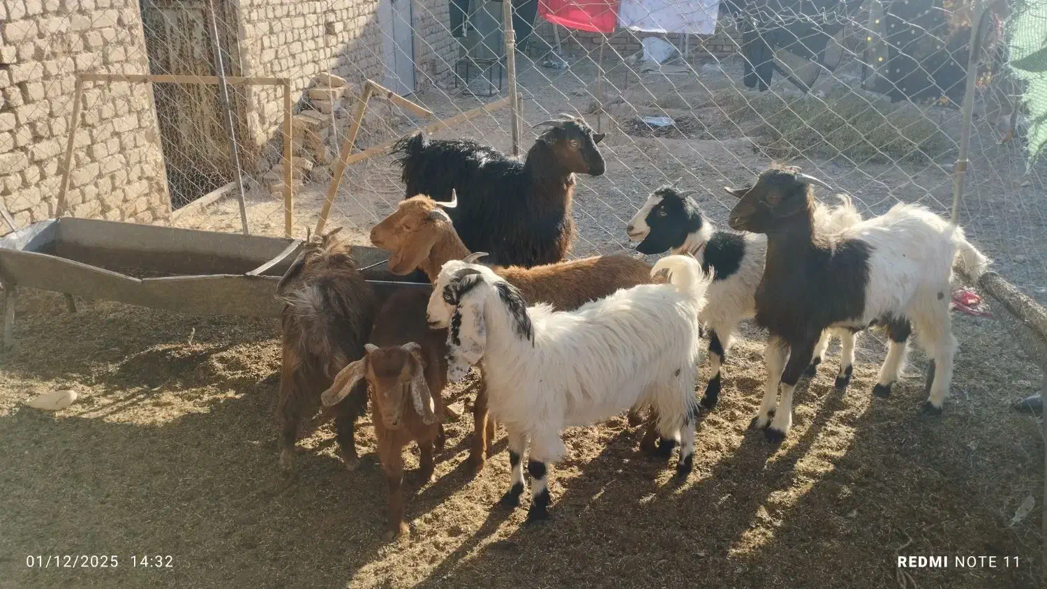 6عددبزغاله|حیوانات مزرعه|بردسکن, |دیوار