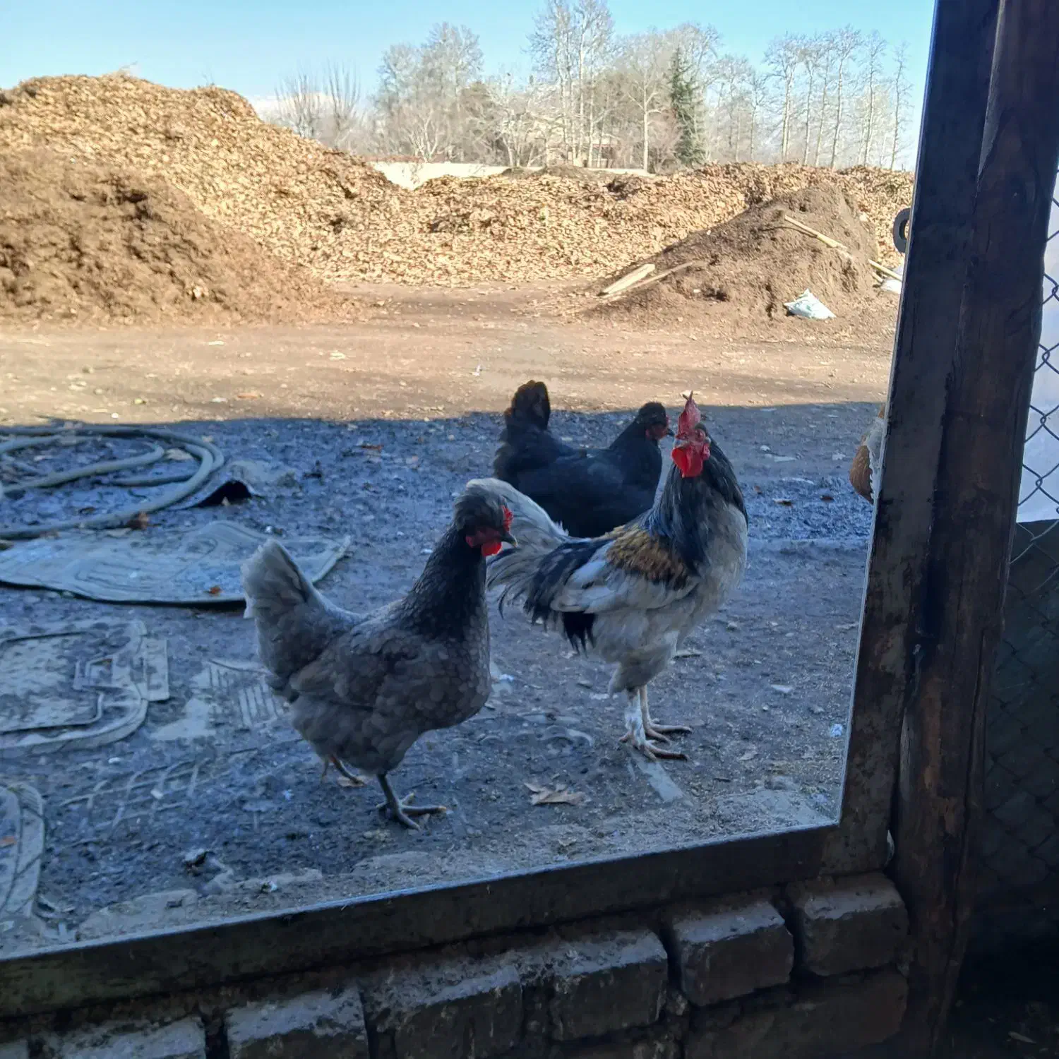 تخم مرغ ایسبار|حیوانات مزرعه|مشکین‌دشت, |دیوار