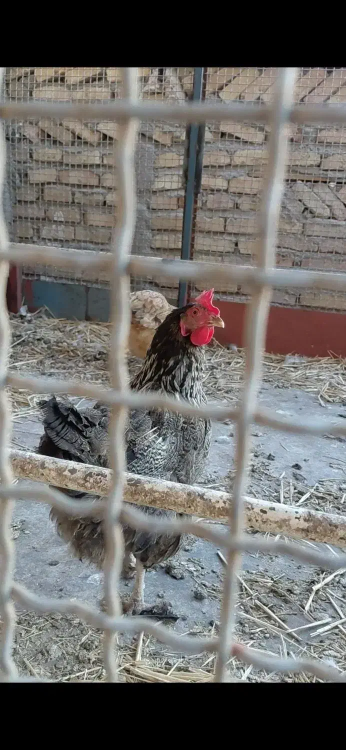 مرغ گلپایگانی|حیوانات مزرعه|قلعه نو, |دیوار