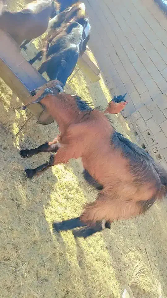 بز دو کهره و یک بز با یک کهره و نری|حیوانات مزرعه|جیرفت, |دیوار