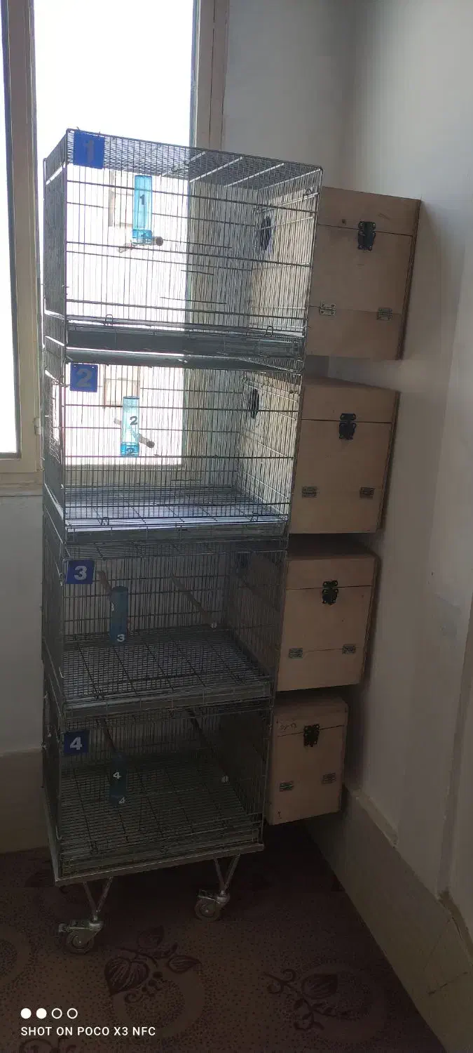 لانه لونه گرینچیک راهب چوب روس|لوازم جانبی حیوانات|پاکدشت, پاکدشت (مامازند)|دیوار