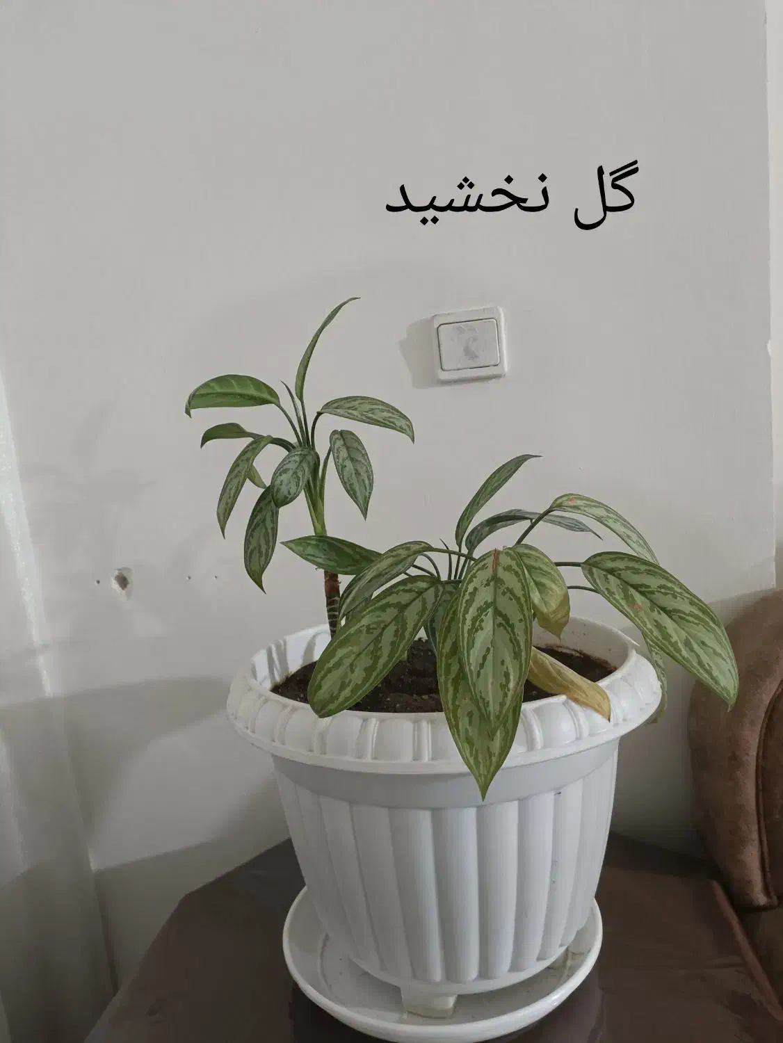 گل طبیعی با گلدون|گل و گیاه طبیعی|چناران, |دیوار
