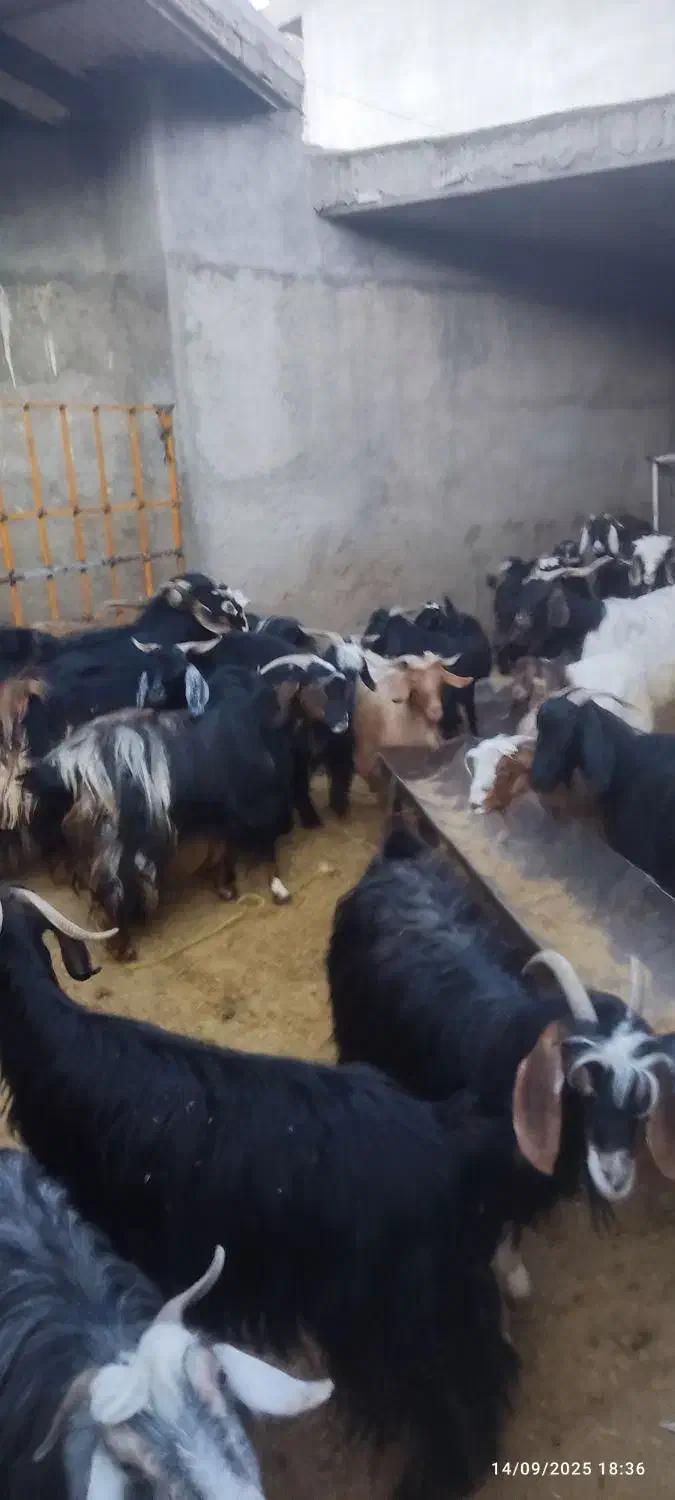 تعداد 25 عدد بز جوان همه ابستن به فروش میرسد|حیوانات مزرعه|سیوان, |دیوار