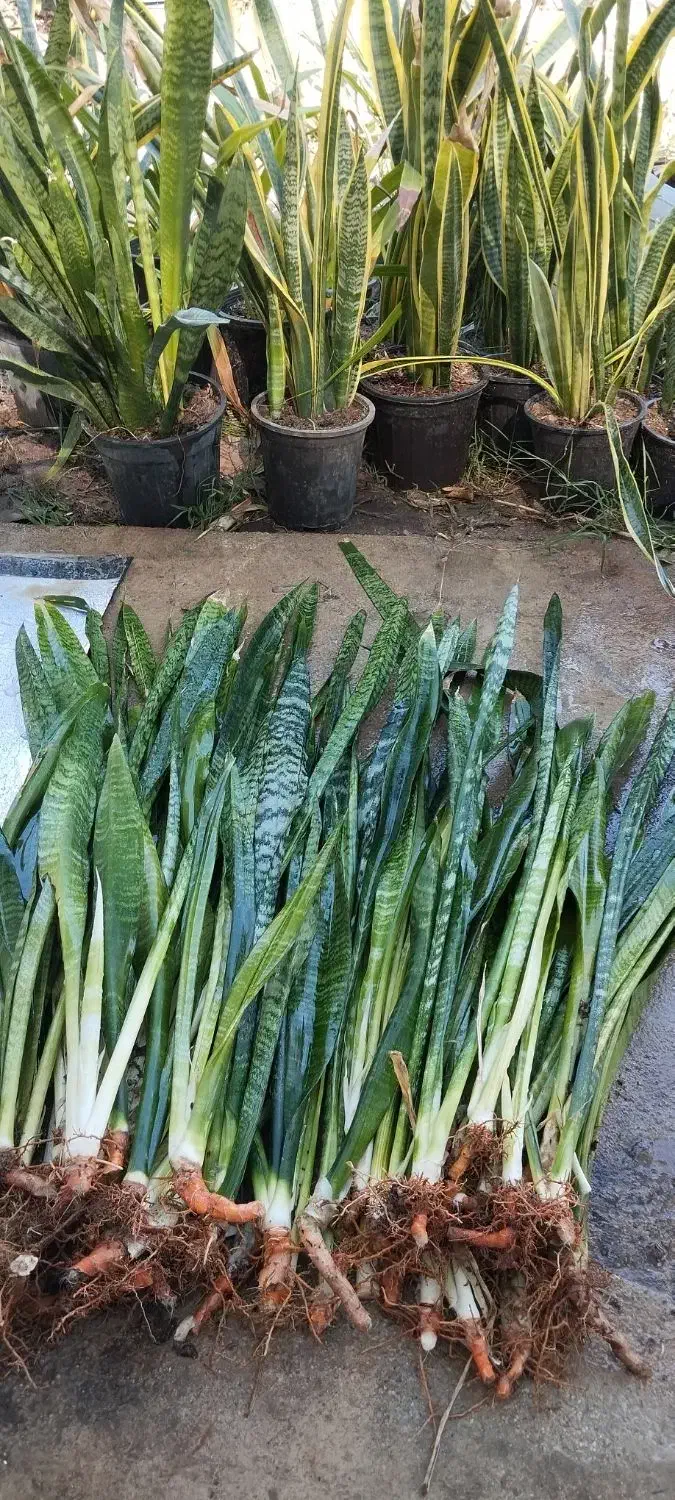 فروش گل سانسوریا سرحال شاداب|گل و گیاه طبیعی|بوشهر, |دیوار