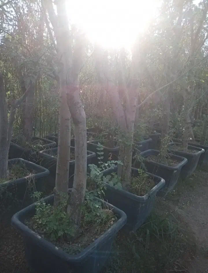 نذر درخت کاشت نهال در آرامستان ها روستا امام زاده|گل و گیاه طبیعی|کهریزک, |دیوار