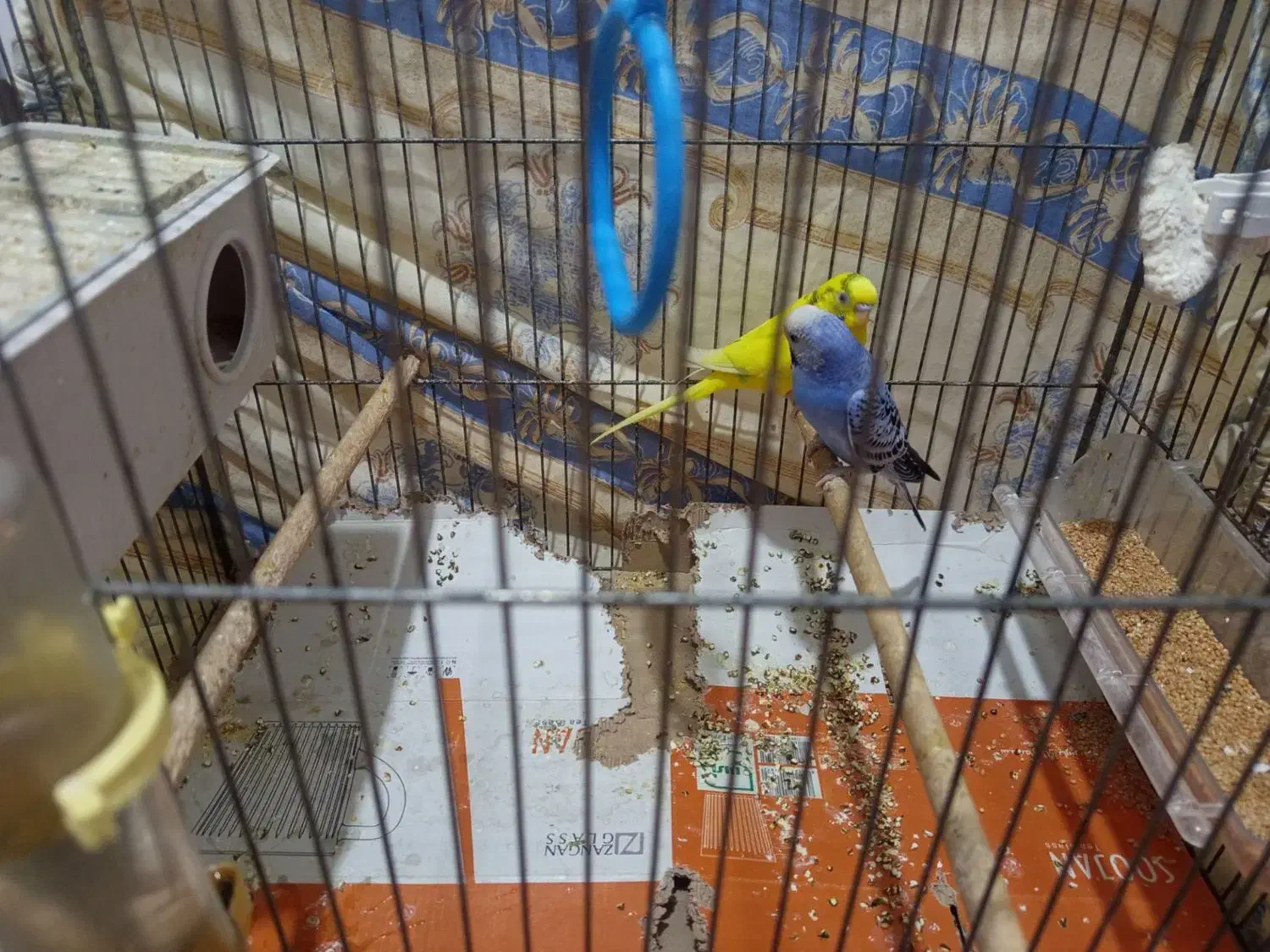 یک جفت مرغ عشق|پرنده|کرمان, |دیوار