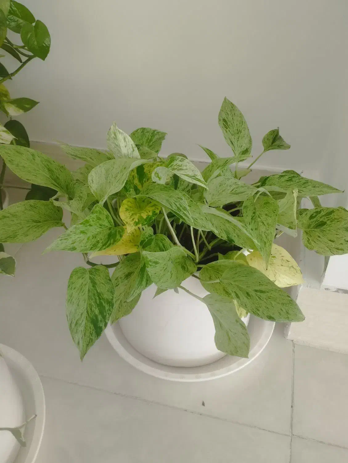 گل طبیعی|گل و گیاه طبیعی|صحنه, |دیوار