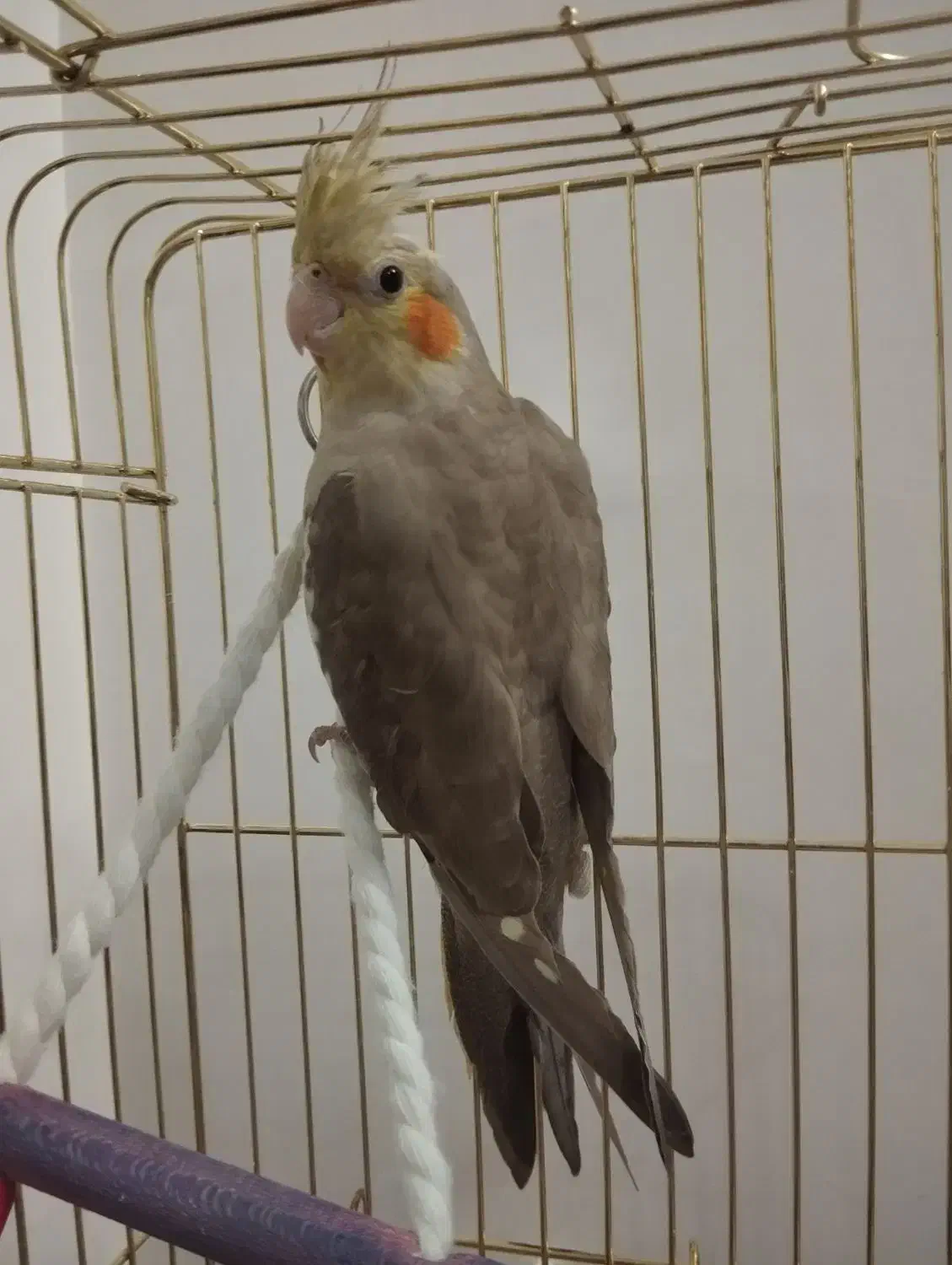 عروس هلندی|پرنده|زنجان, |دیوار