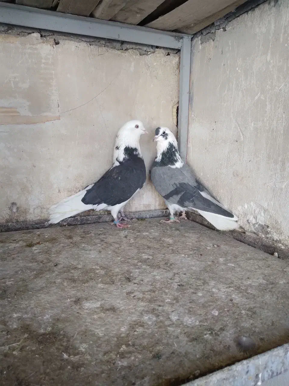 کفتر پرشی سو قدیم کاشان|پرنده|کاشان, مصلی|دیوار