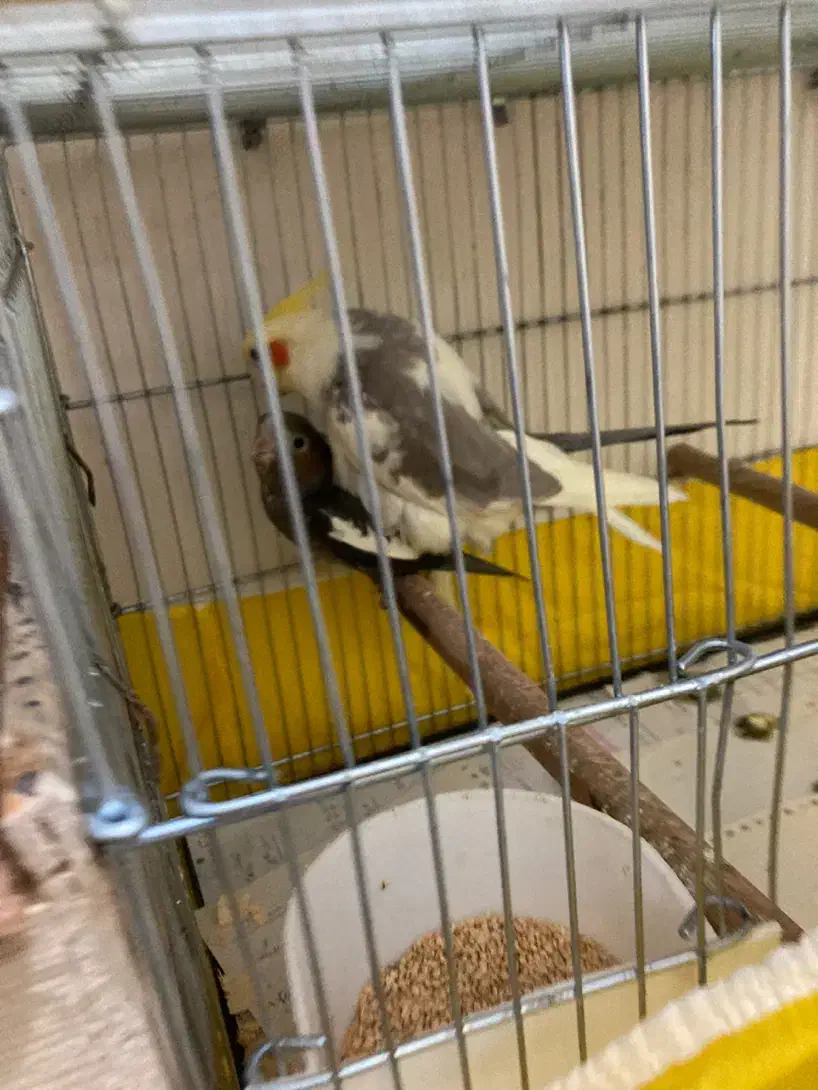 یه تعداد عروس(جوجه و بالغ)ملنگو-راهب-گیرینچیک|پرنده|رشت, یخسازی|دیوار