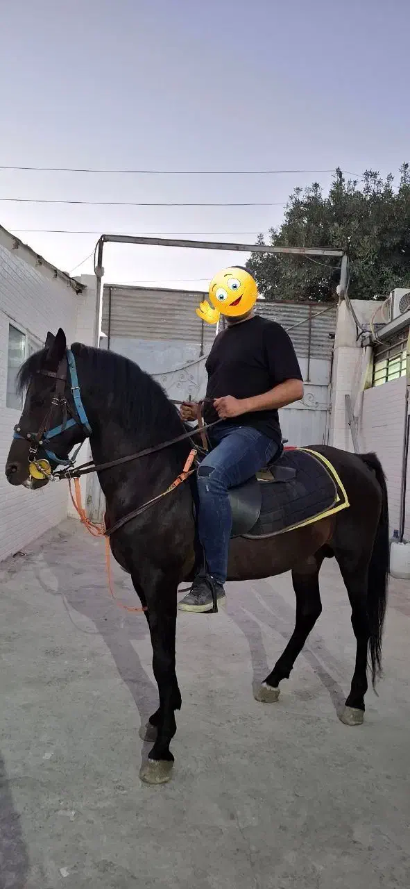 اسب|اسب و تجهیزات اسب‌سواری|تهران, دانشگاه شریف|دیوار