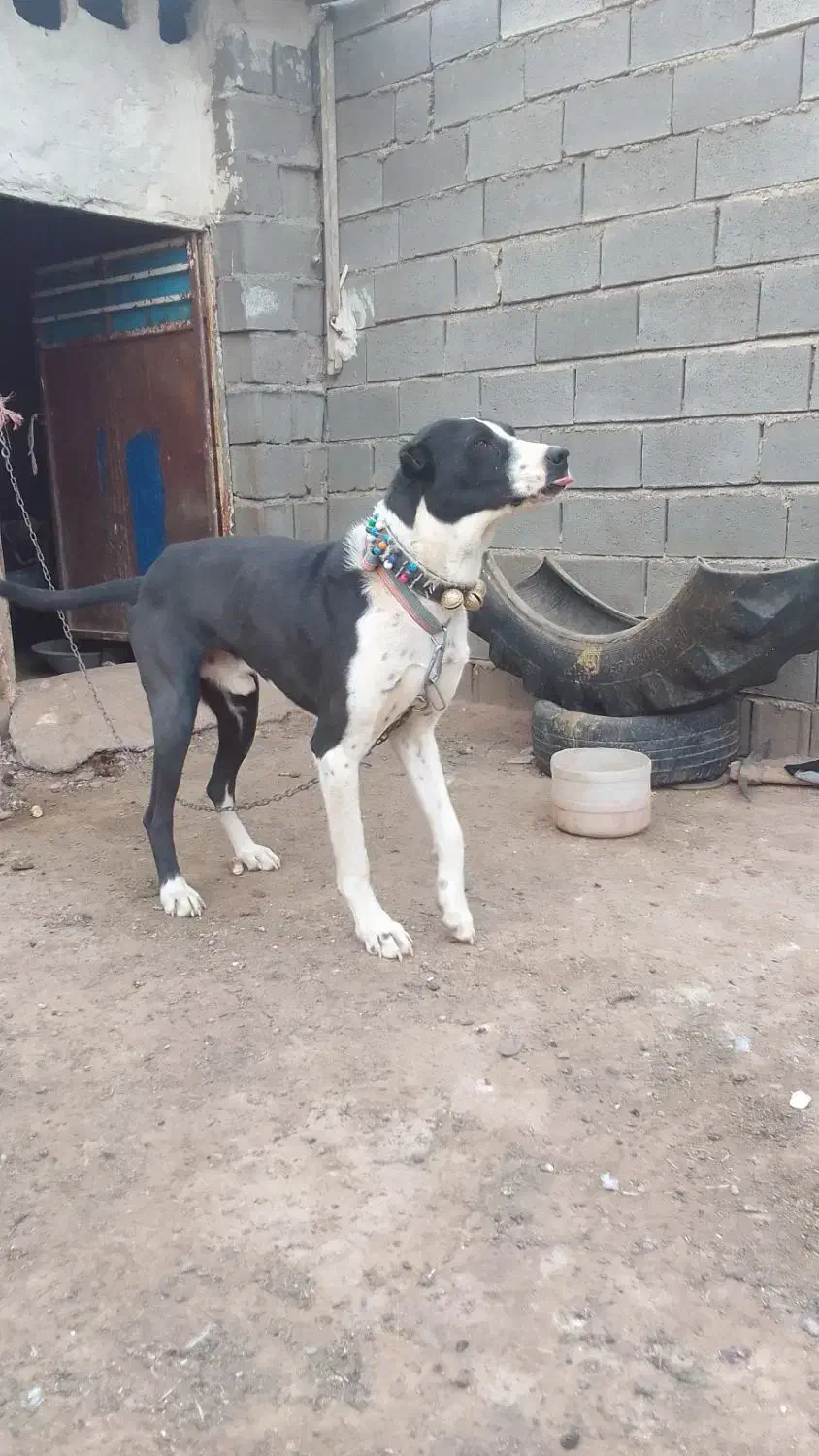 سگگله|سگ|تربت جام, معدآباد|دیوار