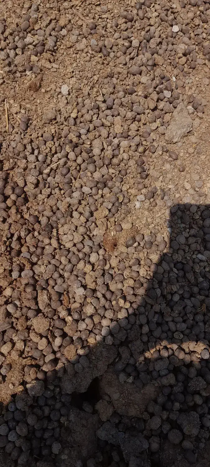 کود دامی گوسفندی  گاوی ورمی تضمینی|لوازم جانبی حیوانات|رضویه, |دیوار