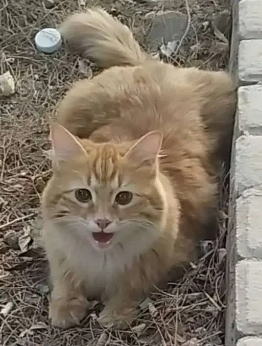 گربه گم شده|گربه|یزد, |دیوار