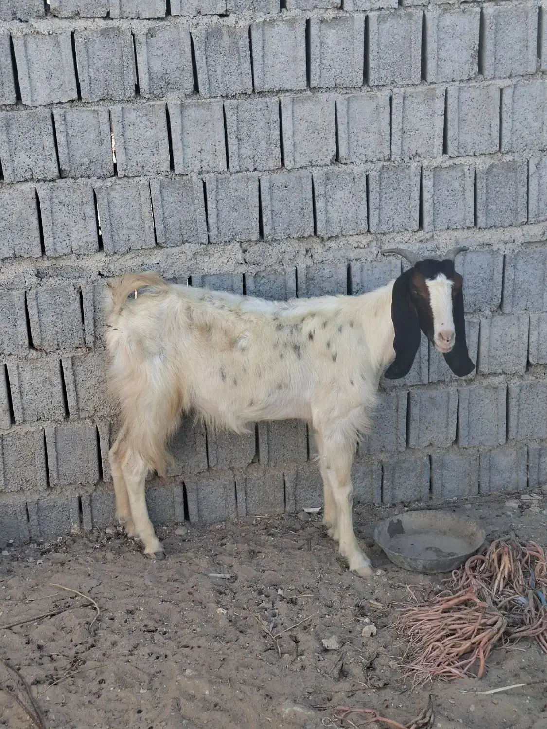 یک عدد بز|حیوانات مزرعه|سعدآباد, |دیوار