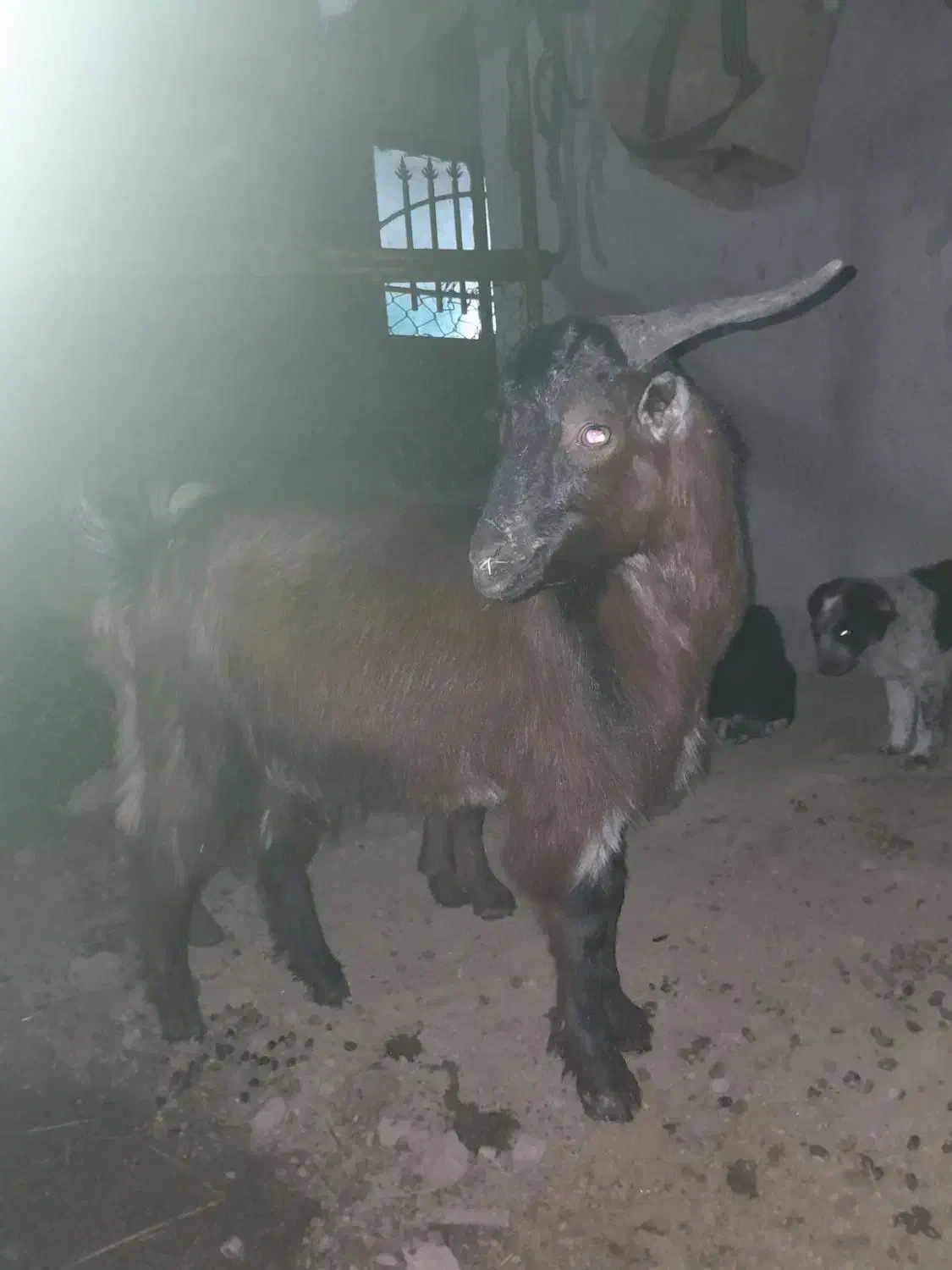 بزغاله نر|حیوانات مزرعه|علی‌آباد کتول, |دیوار