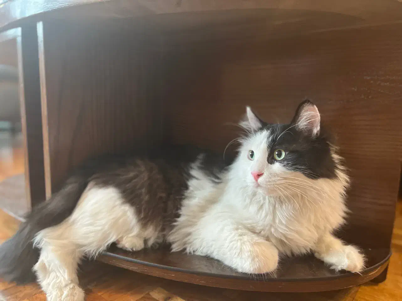 واگذاری گربه|گربه|تهران, نارمک|دیوار