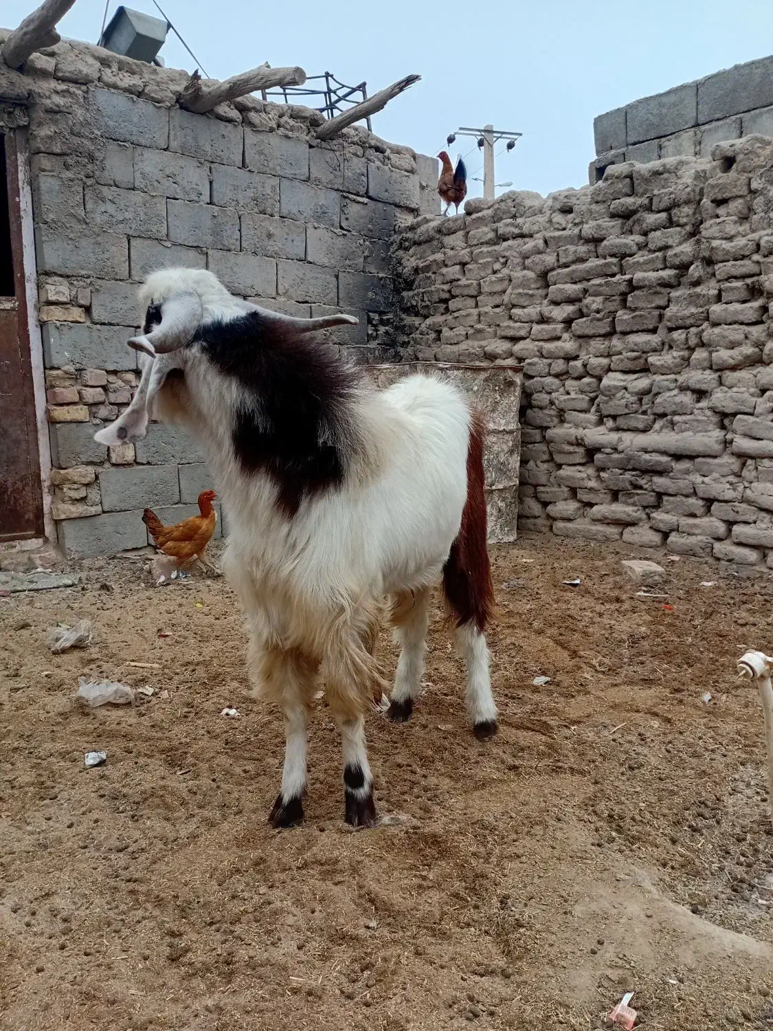 کهره نرچاق|حیوانات مزرعه|نیمروز, |دیوار